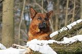 BERGER ALLEMAND 505